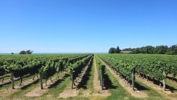 Niagara Wine Getaway 2026 | Women’s Wine Weekend Escape